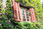 建筑爬山虎