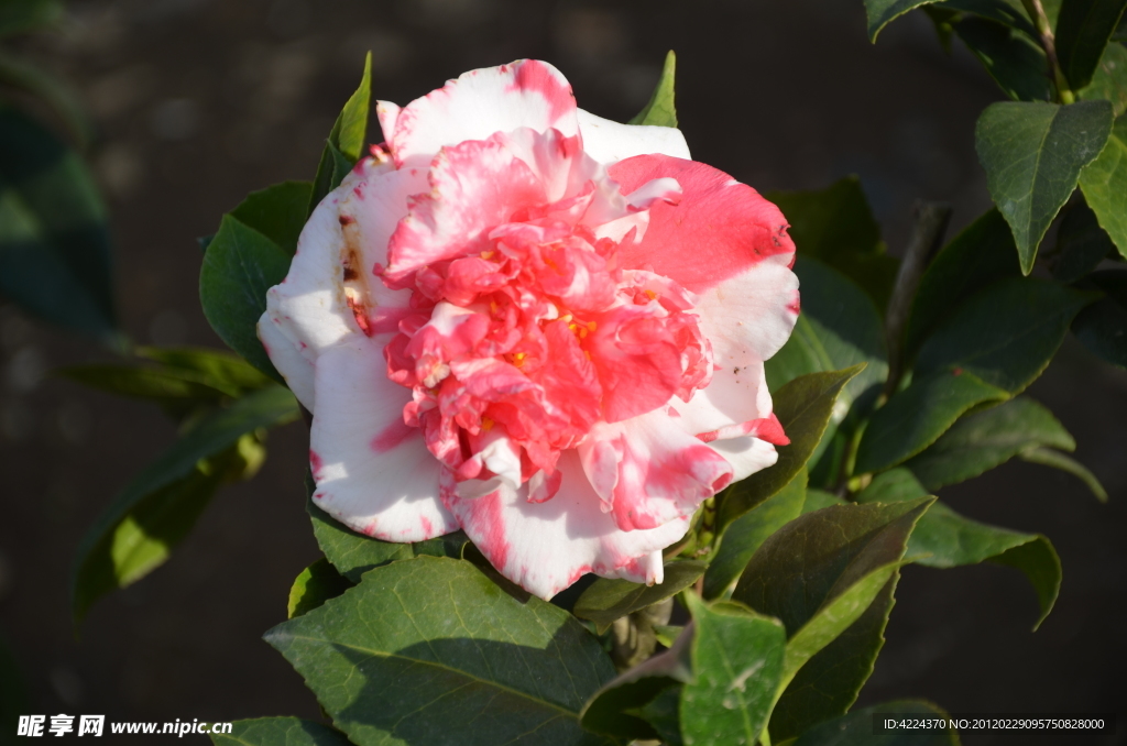 山茶花