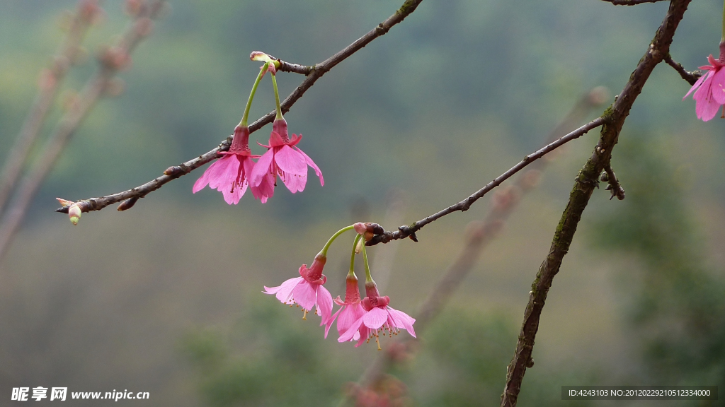 樱花