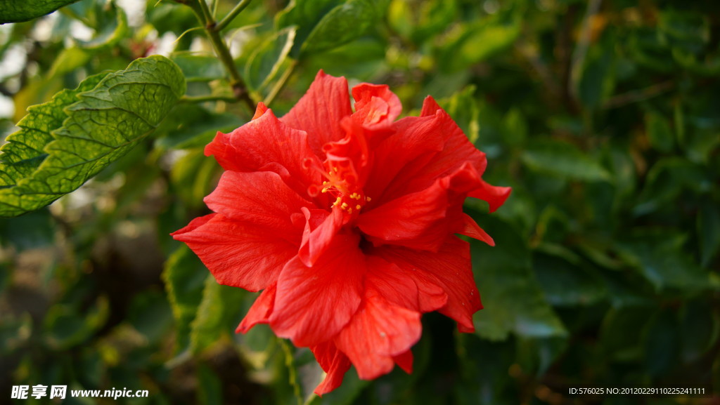 扶桑花