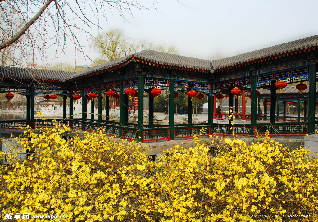 迎春花