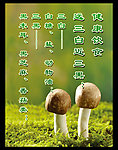 健康饮食三白三黑