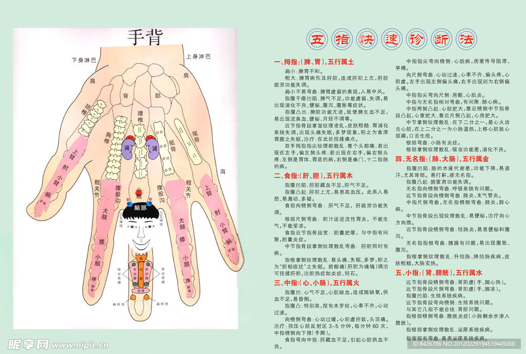 手诊图