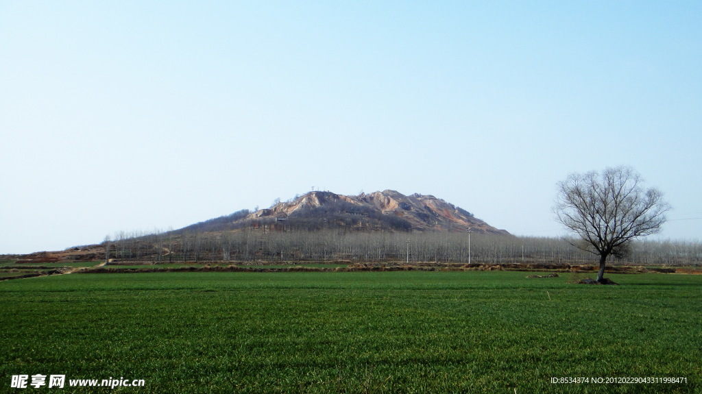 山下 老树