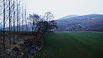 田埂 老树