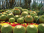沙漠植物