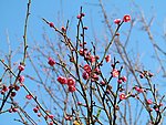 花枝
