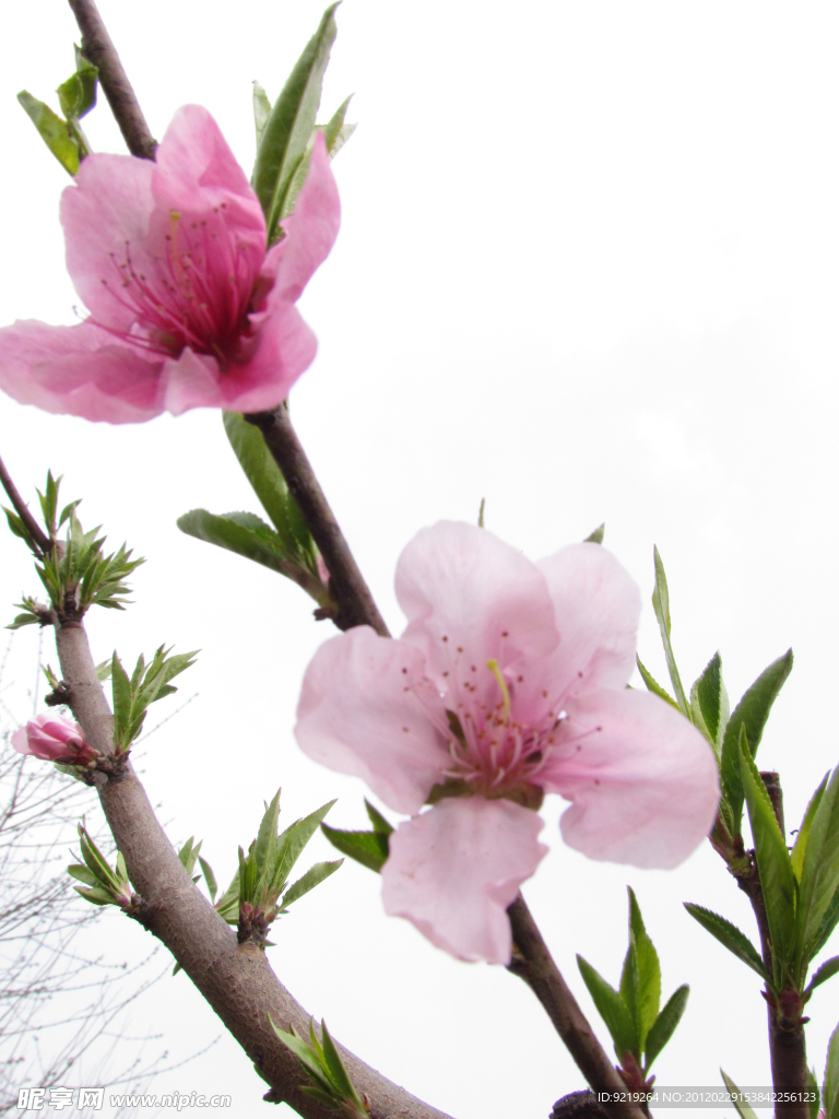 桃花(非高清)