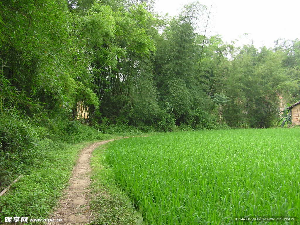 竹林小路