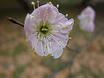 梅花
