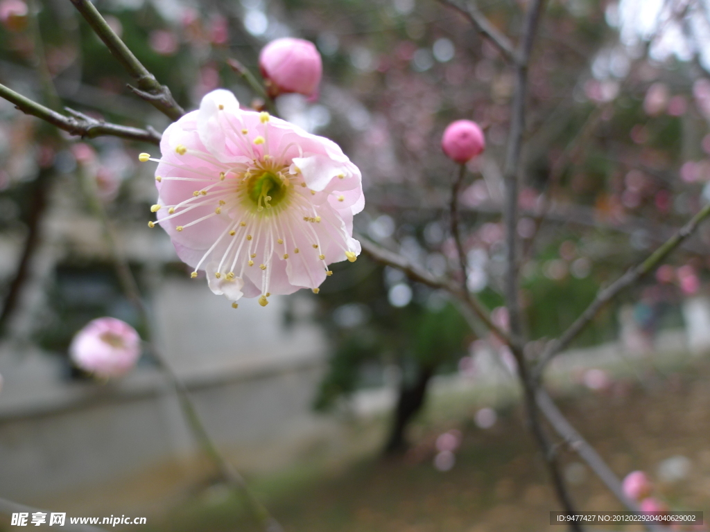 梅花