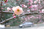 梅花