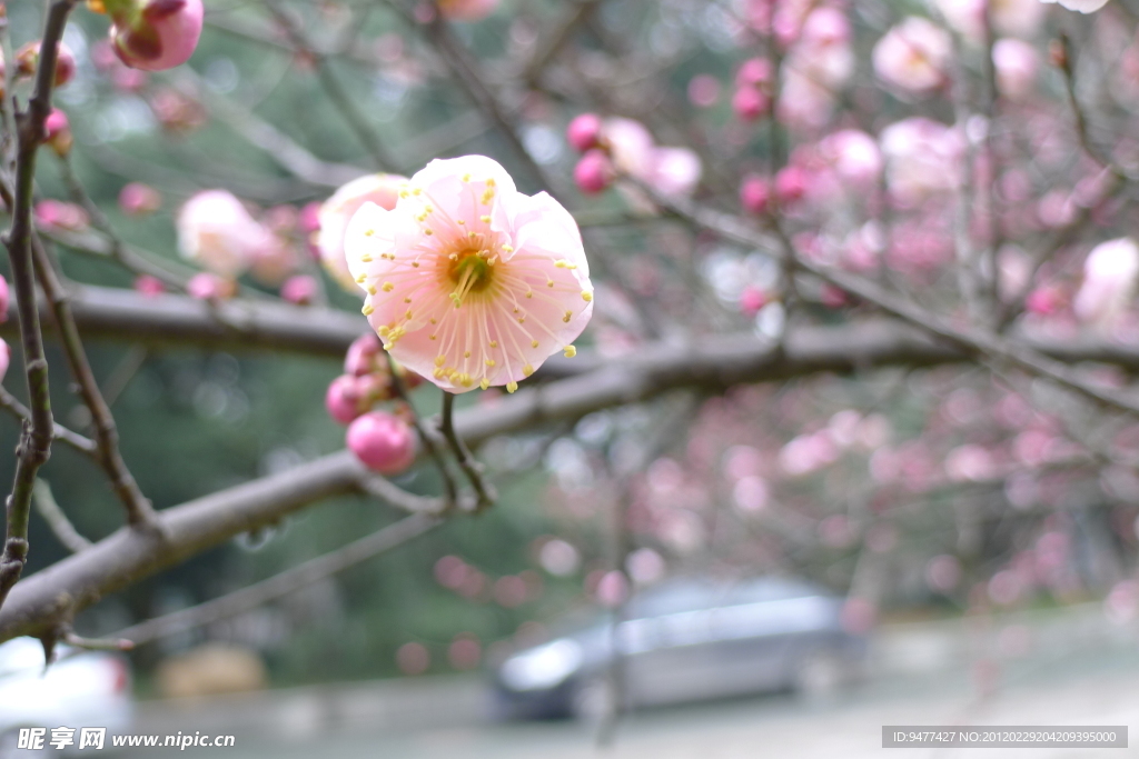 梅花