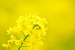 油菜花