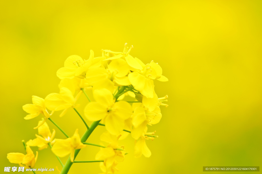 油菜花