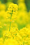 油菜花