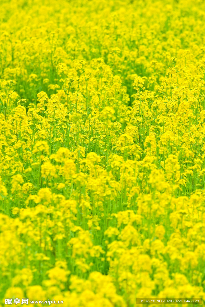 油菜花