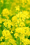 油菜花