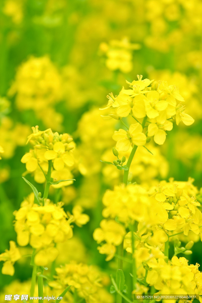 油菜花