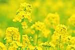 油菜花