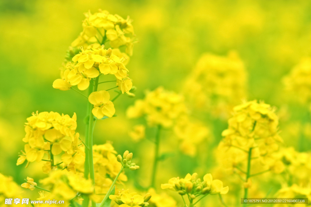 油菜花