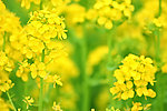 油菜花