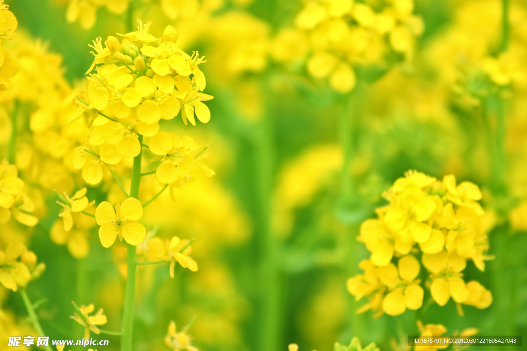 油菜花