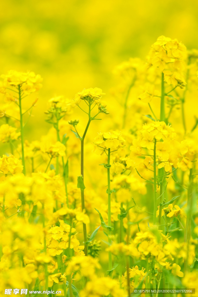 油菜花