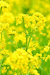 油菜花