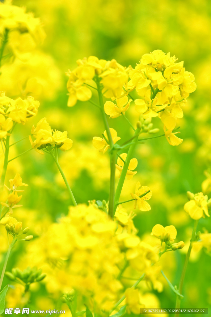 油菜花