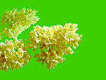 桂花
