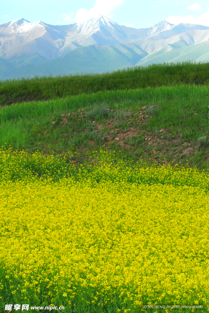 油菜花盛开