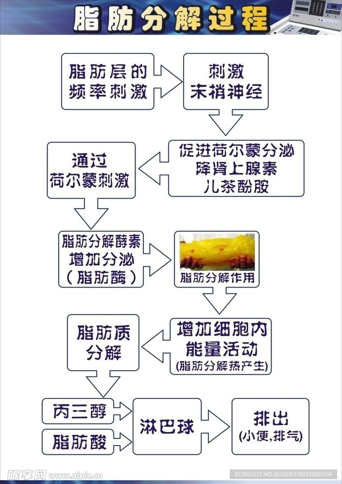 艾迪恩 脂肪的分解过程