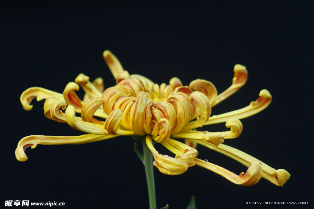 菊花