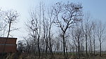 老树村
