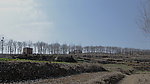 雾里 山林