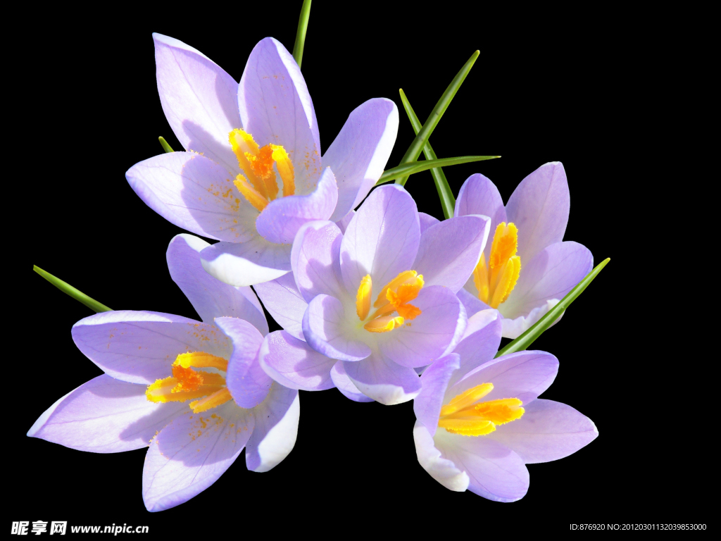 藏红花