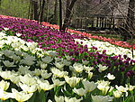 鲜花