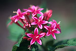小红花