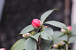 茶花