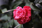 茶花