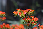 花卉