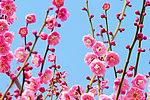 梅花