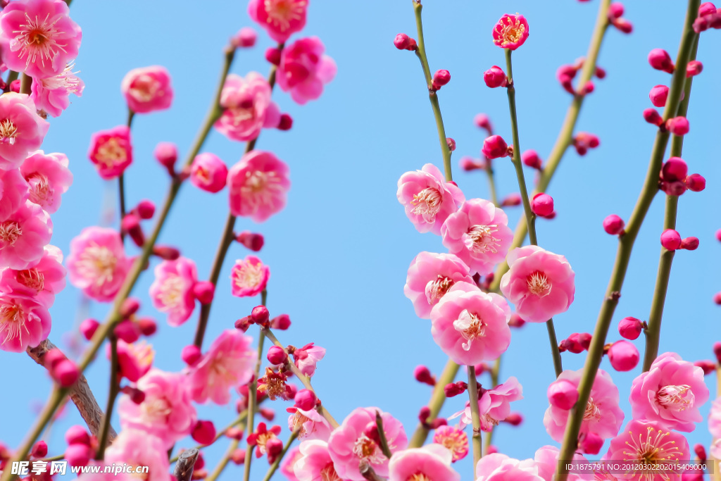 梅花