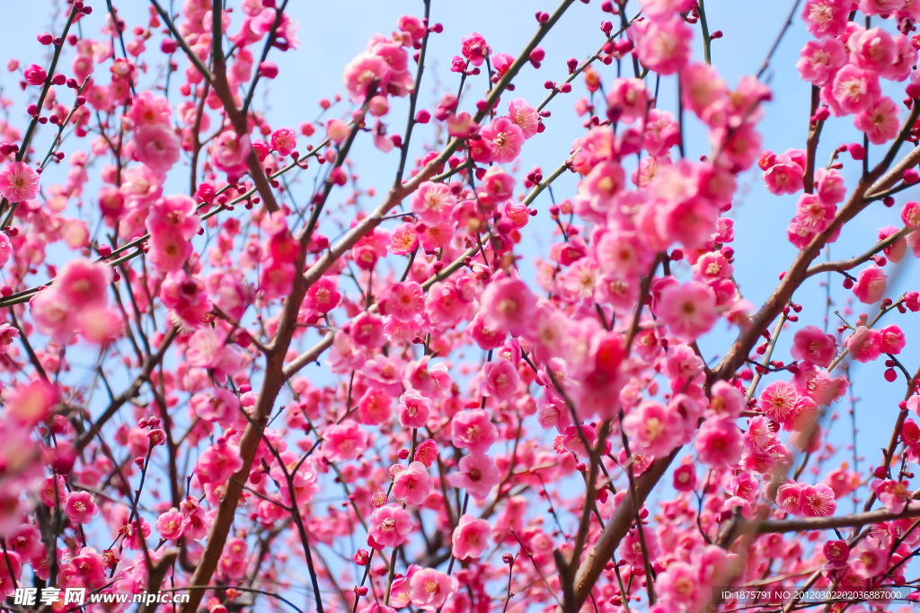 梅花