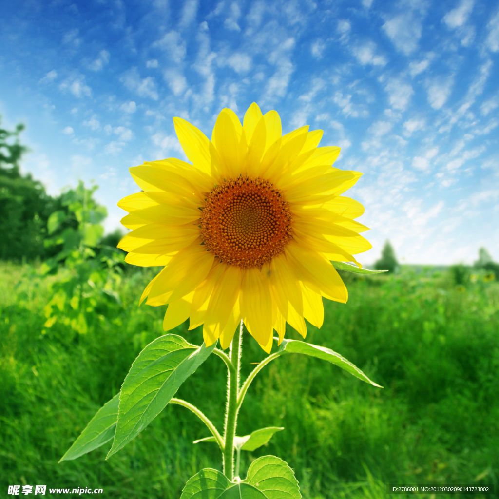 向日葵