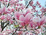 玉兰花