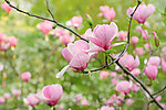 玉兰花