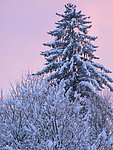 冬季原野大雪
