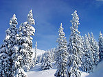 冬季原野大雪
